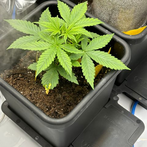 Gorilla Cookies Auto growlog timeline photo
