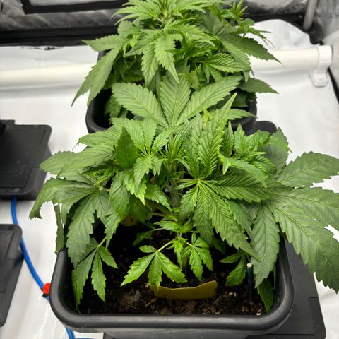 Forbidden Runtz growlog timeline photo