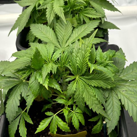 Forbidden Runtz growlog timeline photo