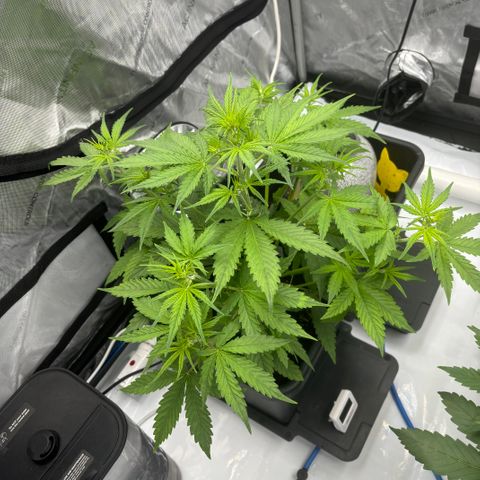 Gorilla Cookies Auto growlog photo: Quite a difference to the Forbidden runtz.A more open growth.