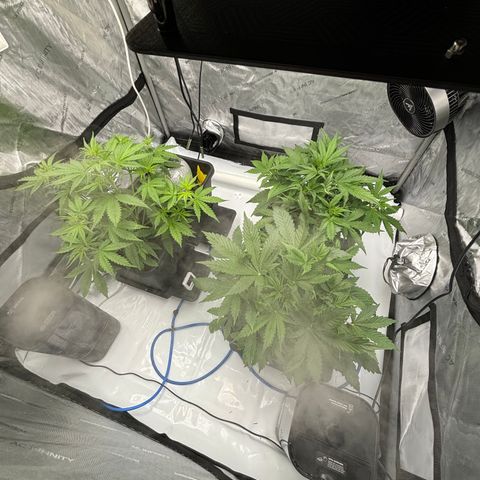 Gorilla Cookies Auto growlog timeline photo