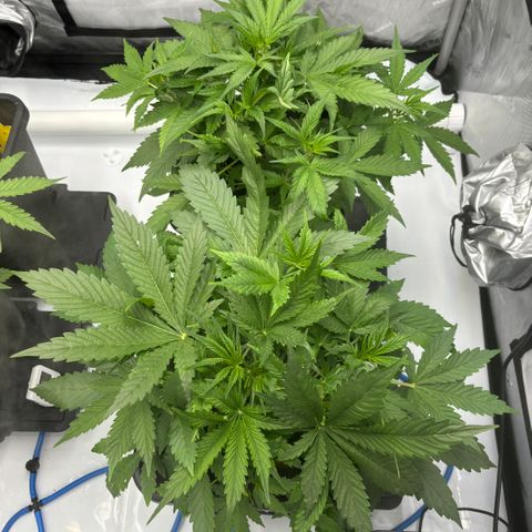 Forbidden Runtz growlog photo: Looking more Bushey much more than it’s neighbour gorilla cookies.Quite a difference between the strains. Also signs of pre flower.