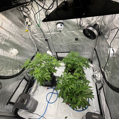 Forbidden Runtz growlog photo: Defoliated 