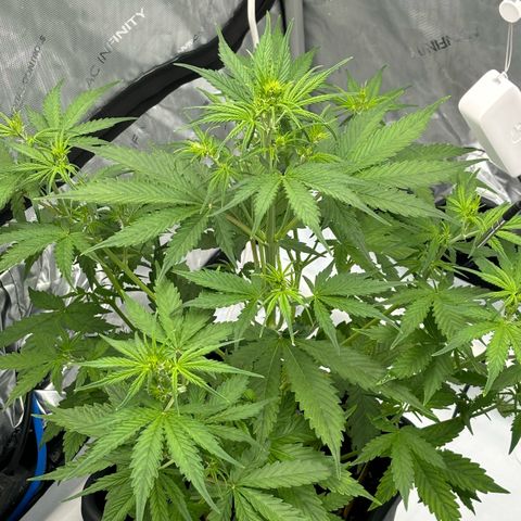 Gorilla Cookies Auto growlog timeline photo