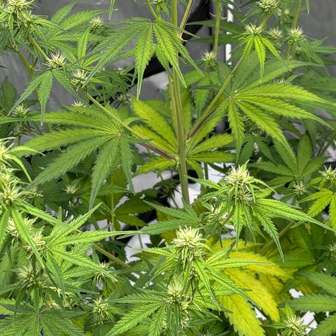 Gorilla Cookies Auto growlog timeline photo
