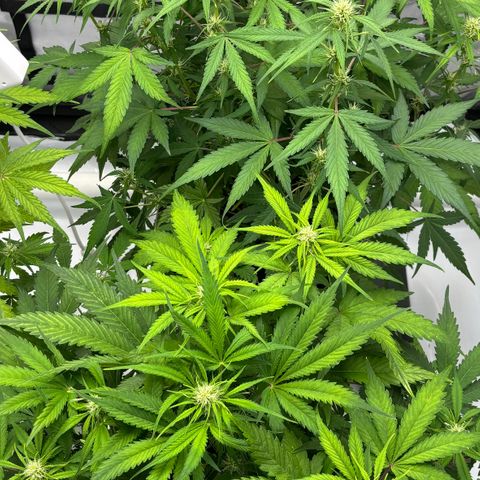 Forbidden Runtz growlog timeline photo