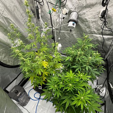 Gorilla Cookies Auto growlog photo: Gorilla cookies left-Forbidden Runtz right 