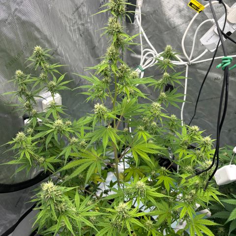 Gorilla Cookies Auto growlog timeline photo