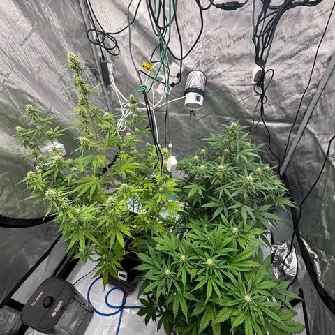 Gorilla Cookies Auto growlog timeline photo