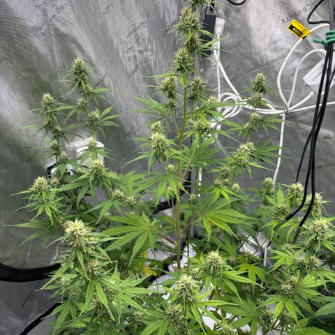 Gorilla Cookies Auto growlog timeline photo