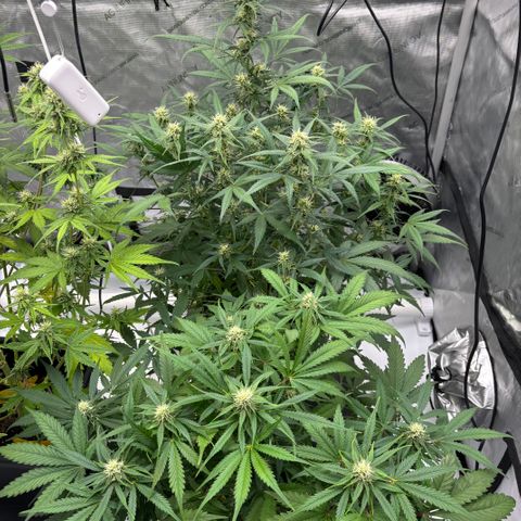 Forbidden Runtz growlog timeline photo