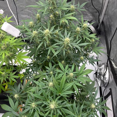 Forbidden Runtz growlog timeline photo