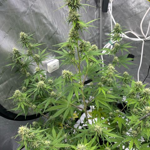 Gorilla Cookies Auto growlog timeline photo
