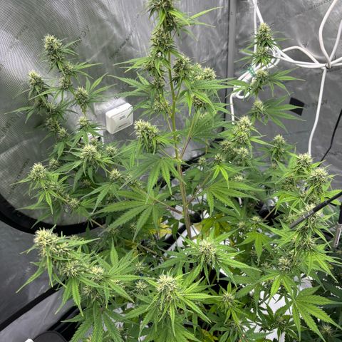 Gorilla Cookies Auto growlog timeline photo