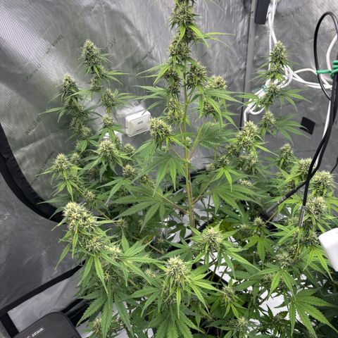 Gorilla Cookies Auto growlog timeline photo