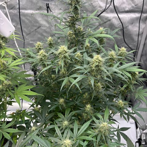 Forbidden Runtz growlog timeline photo