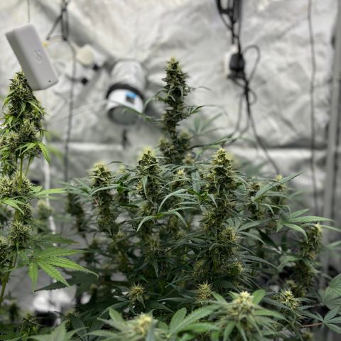 Forbidden Runtz growlog timeline photo