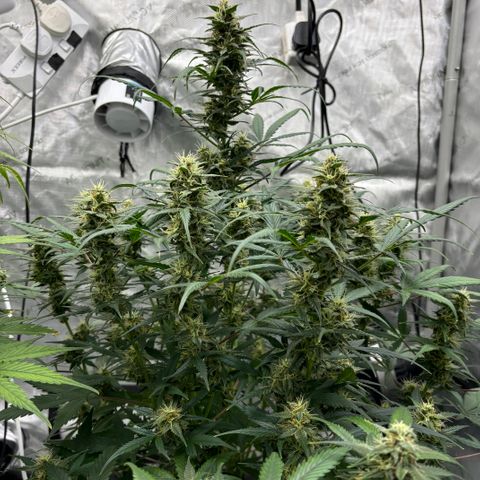 Forbidden Runtz growlog timeline photo