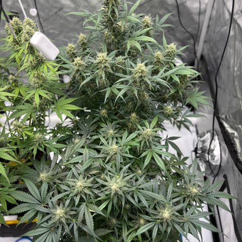 Forbidden Runtz growlog timeline photo