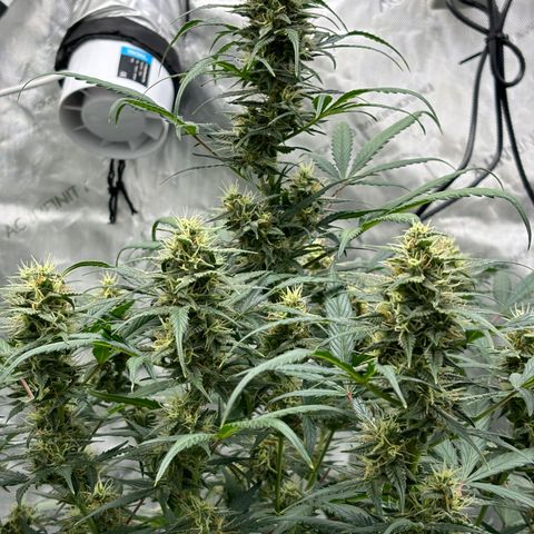 Forbidden Runtz growlog timeline photo