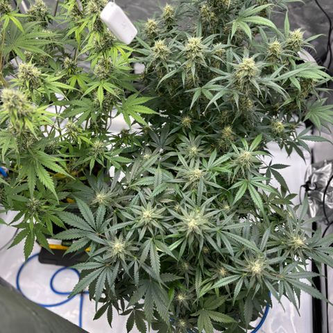 Forbidden Runtz growlog timeline photo