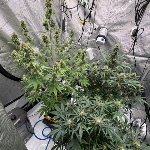 Gorilla Cookies Auto growlog timeline photo