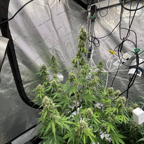 Gorilla Cookies Auto growlog timeline photo