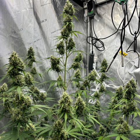Gorilla Cookies Auto growlog timeline photo