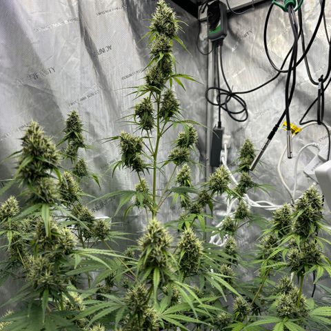 Gorilla Cookies Auto growlog timeline photo