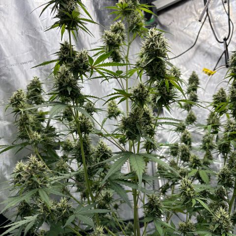 Gorilla Cookies Auto growlog timeline photo