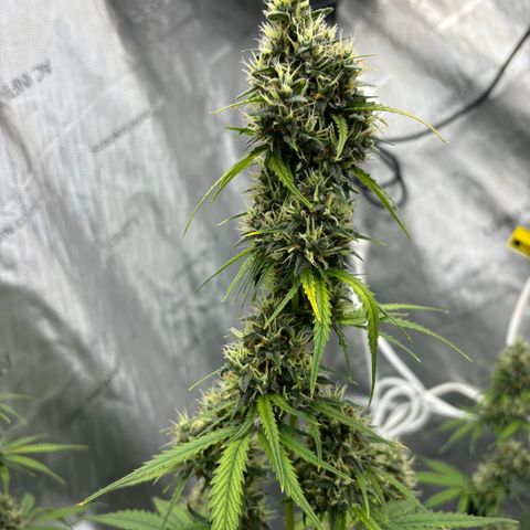Gorilla Cookies Auto growlog timeline photo
