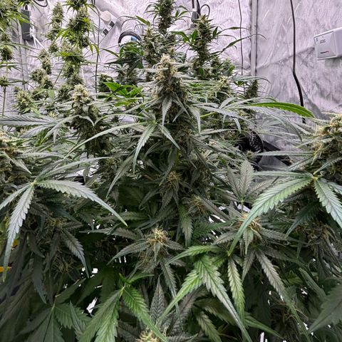 Forbidden Runtz growlog timeline photo