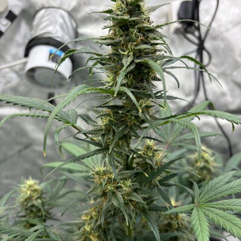 Forbidden Runtz growlog timeline photo