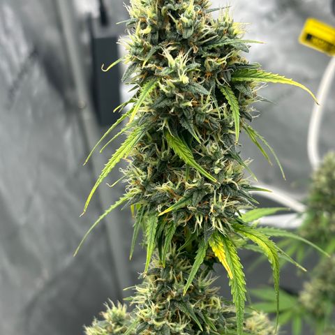 Gorilla Cookies Auto growlog timeline photo