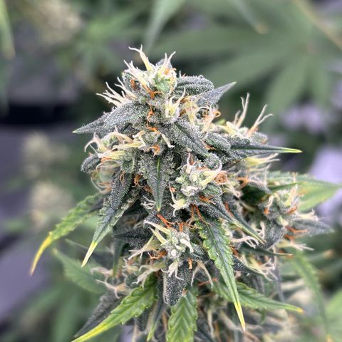 Forbidden Runtz growlog timeline photo