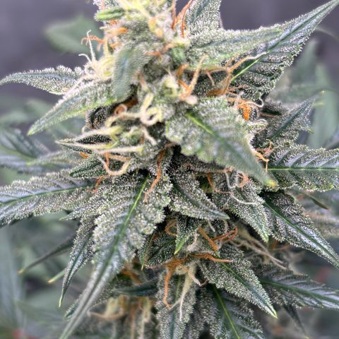 Forbidden Runtz growlog timeline photo