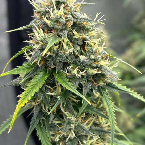 Gorilla Cookies Auto growlog timeline photo