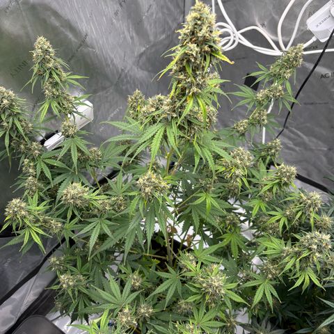 Gorilla Cookies Auto growlog timeline photo