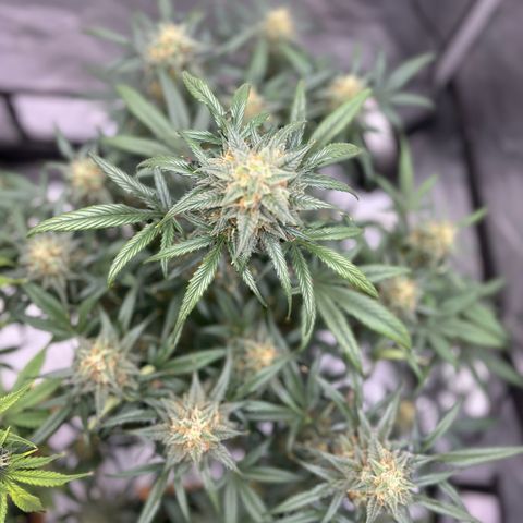 Forbidden Runtz growlog timeline photo