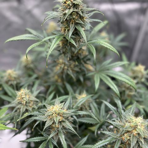 Forbidden Runtz growlog timeline photo