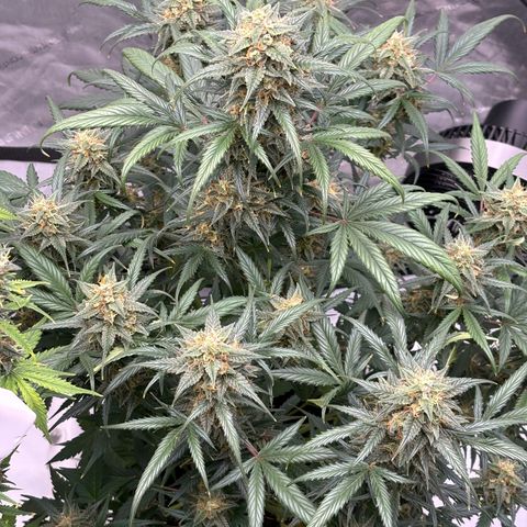Forbidden Runtz growlog timeline photo