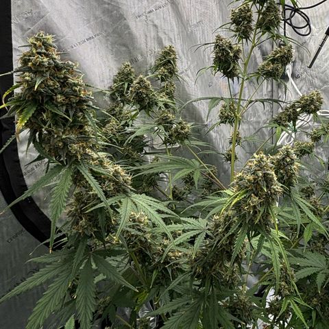Gorilla Cookies Auto growlog photo: Buds are getting heavy.