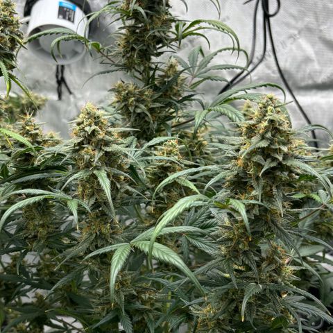 Forbidden Runtz growlog timeline photo