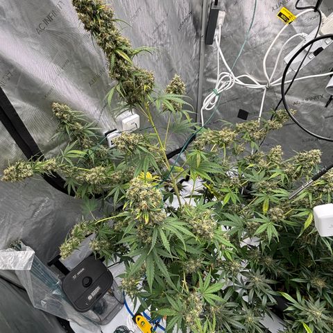 Gorilla Cookies Auto growlog photo: Stems needed support as the buds are getting thick and heavy 😬