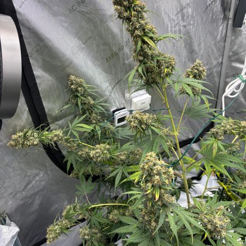 Gorilla Cookies Auto growlog photo: Stems needed support as the buds are getting thick and heavy 😬