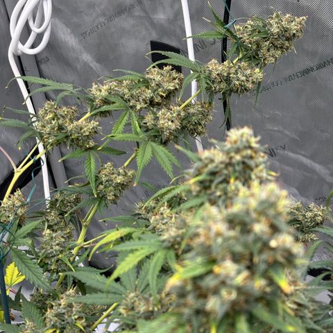 Gorilla Cookies Auto growlog photo: Stems needed support as the buds are getting thick and heavy 😬