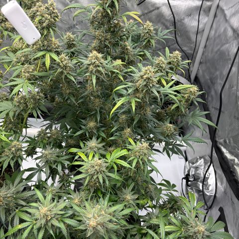 Forbidden Runtz growlog photo: Colas getting thick and sticky 😋