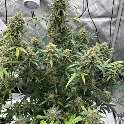 Forbidden Runtz growlog photo: Colas getting thick and sticky 😋