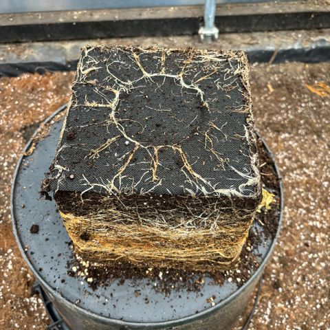 Forbidden Runtz growlog photo: Great root system .Definitely recommend auto pots if you’re having problems over or under watering.Definitely a game changer!