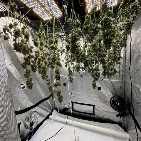 Forbidden Runtz growlog photo: Lights are off during this stage 